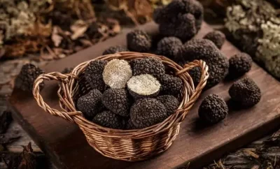 Tartufi – ekskluzivna delikatesa iz Istre
